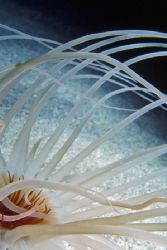 Tube anemone shot in a small cave on a night dive, the on... by Glenn Cummings 